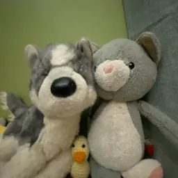 Pyody