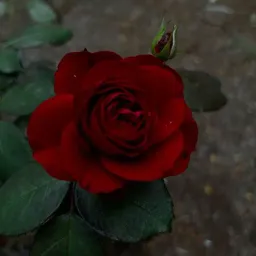 FallenRose