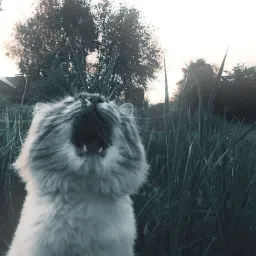 Lexavi