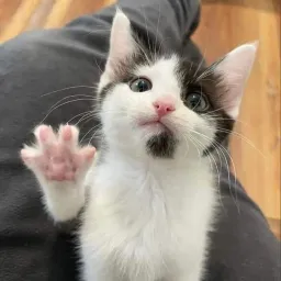lu_luna