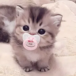 ZG_CUTE_MUSICS