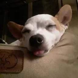 LucasWolf