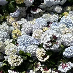 Burning_Roses7