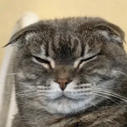 MrTsov