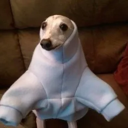Danimele17