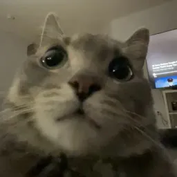 ZAV
