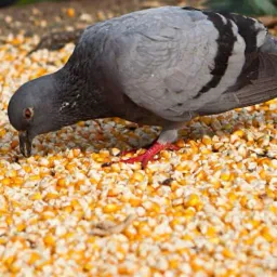 JCDUCKHUNTER417