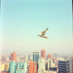 Free Flight