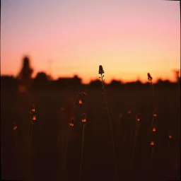 The Seeds We Sow