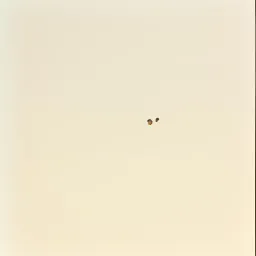 Ashes In The Wind
