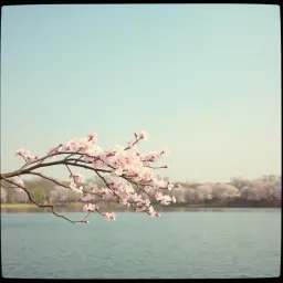 桜の季節 (Sakura no Kisetsu)