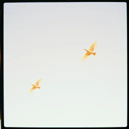 Let you fly