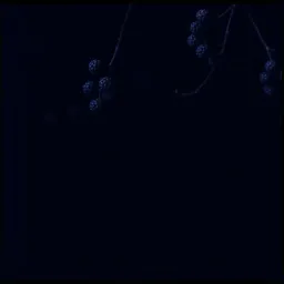 Burning black