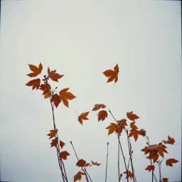 Melodia d'Autunno