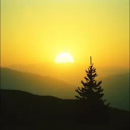 Sunshine