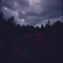 Black Roses & Shadows