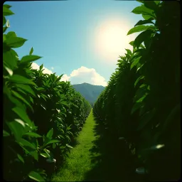 Dmoro Land