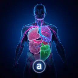 Anatomia