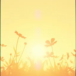 Patricia's Sunshine