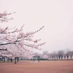 Not Spring, Love, or Cherry Blossoms