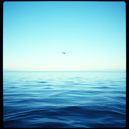 Swim