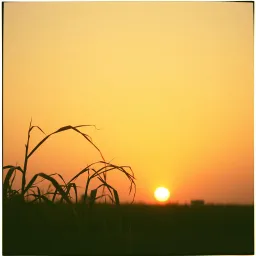 Sweet but Bitter