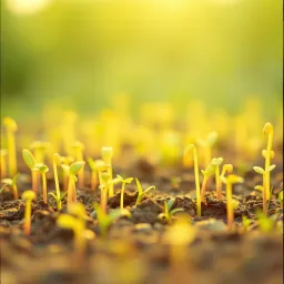 Seeds of Hope