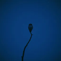 Heart's Tangled Fight