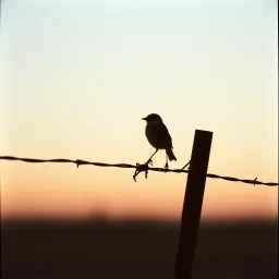 Being Behind The Fence