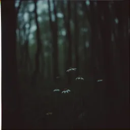 Through the Blossoms