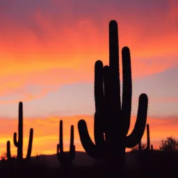 Desert Hearts