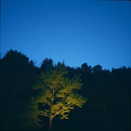 Highest love unto Nature