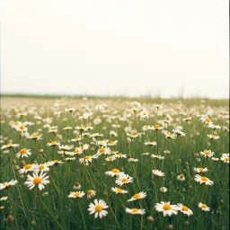 Daisies