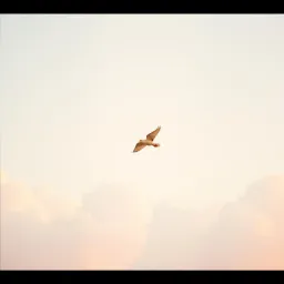 Fly as You Are