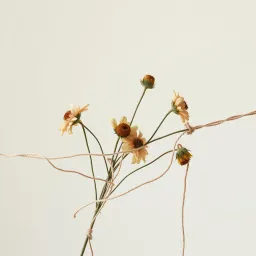Strings of Love