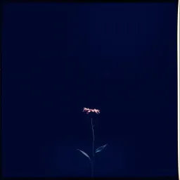 Under The Starlight