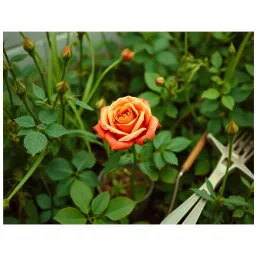 The Rose