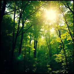 Nature’s Sanctum