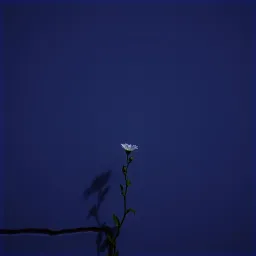 Where Beauty still breathes