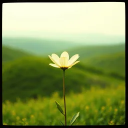 Beauty