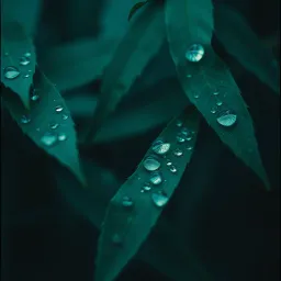 Rain Code