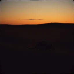 Armadillo Outlaws