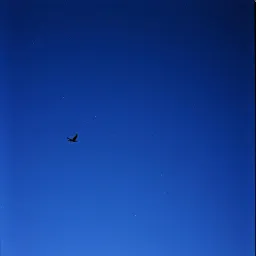 Left on the wing