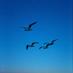Guardians of the Shore
