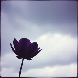 Sarebbe ‘Nu Sogno