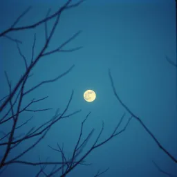 Behold nature‘s lamp