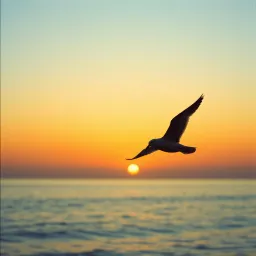 Where Seagulls Fly