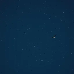 Wings of Freedom
