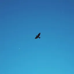 Fly again