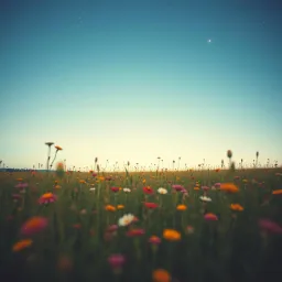 A Better Tomorrow